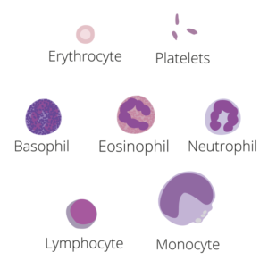 Neutrophils - Low, High, Normal Range